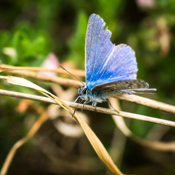 Wildlife photography: common blue butterfly