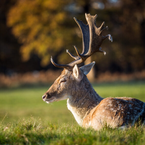 Wildlife photography: male fallow deer (stag) is seen in London's Richmond Park on 26 November 2017.