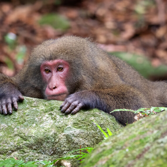 Japan travel photography: Yakushima macaques (Macaca fuscata yakui) in woodland in Western Yakushima, Japan.