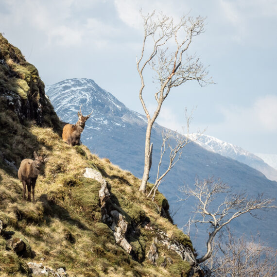 Travel photography Scotland: Young deer graze on a hillside in Glen Pean, Scotland.