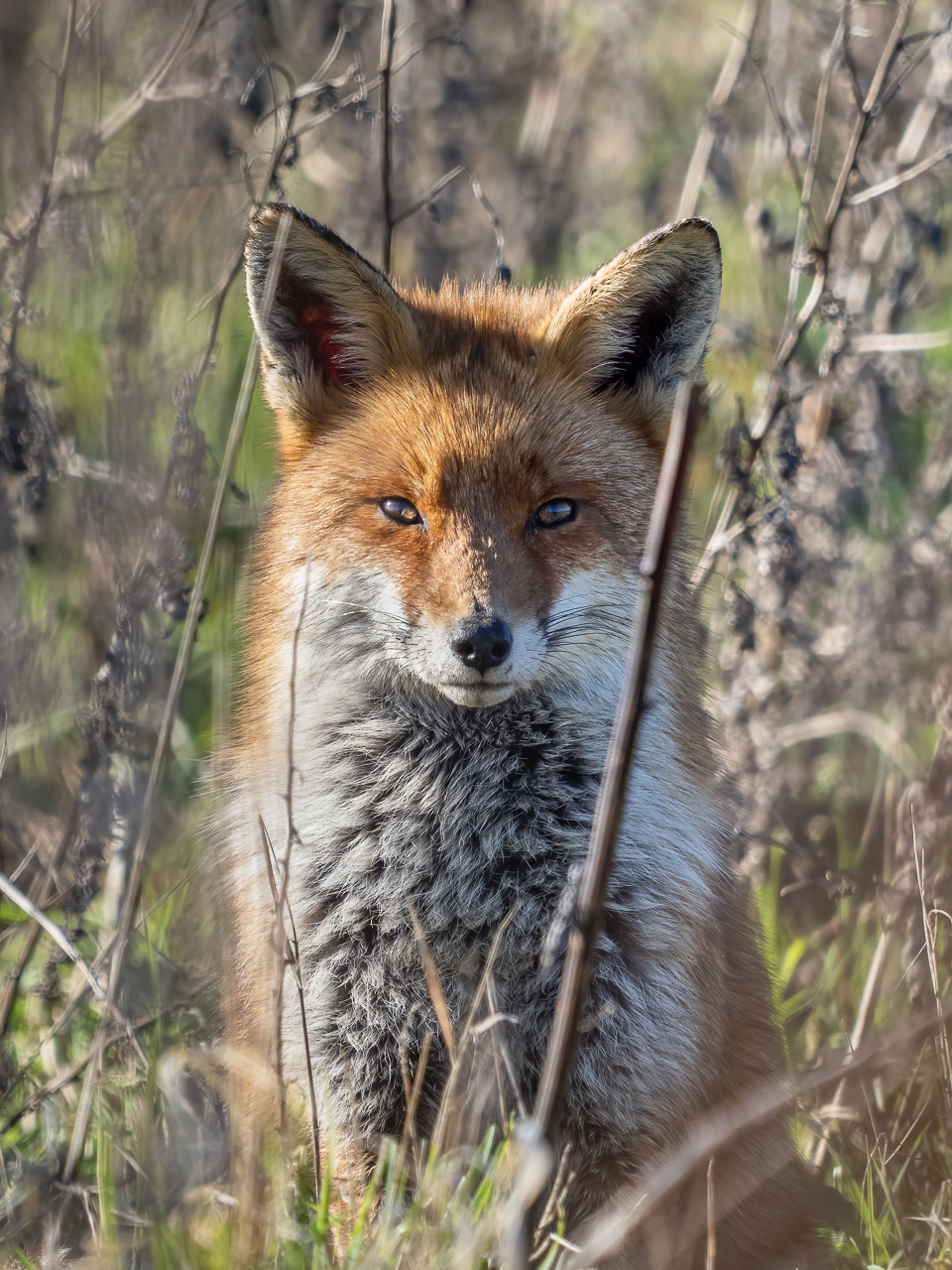 A red fox (Vulpes vulpes) in the Beddington Farmlands nature reserve in Sutton, London.