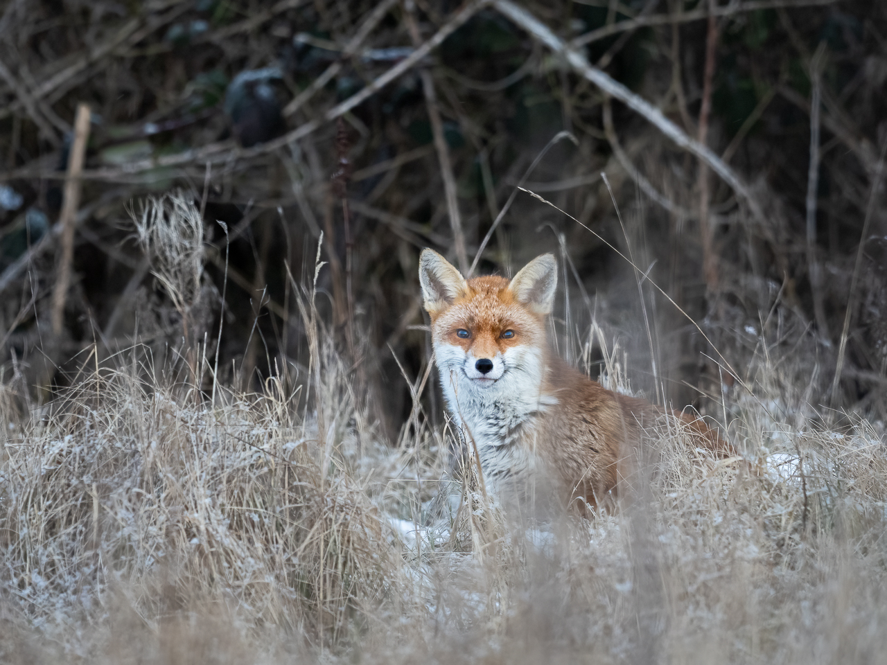A red fox (Vulpes vuples) in a frosty field in the Beddington Farmlands nature reserve in Sutton, London.