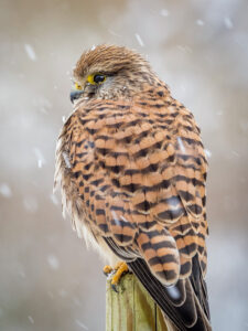 Kestrel in winter