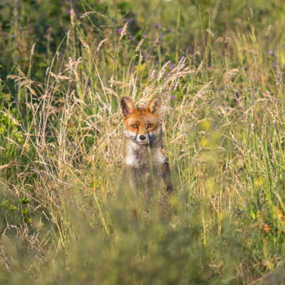 Wildlife photography: fox (Vulpes vulpes) seen in the Beddington Farmlands Nature Reserve in Sutton, London.