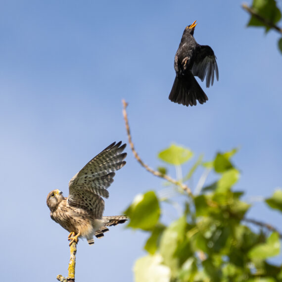 A kestrel (Falco tinnunculus) is mobbed by a blackbird (Turdus merula)  in the Beddington Farmlands nature reserve in Sutton, London.