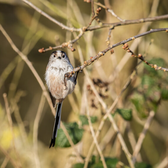 Wildlife photography: long-tailed tit (Aegithalos caudatus) seen in the Beddington Farmlands Nature Reserve in Sutton, London.