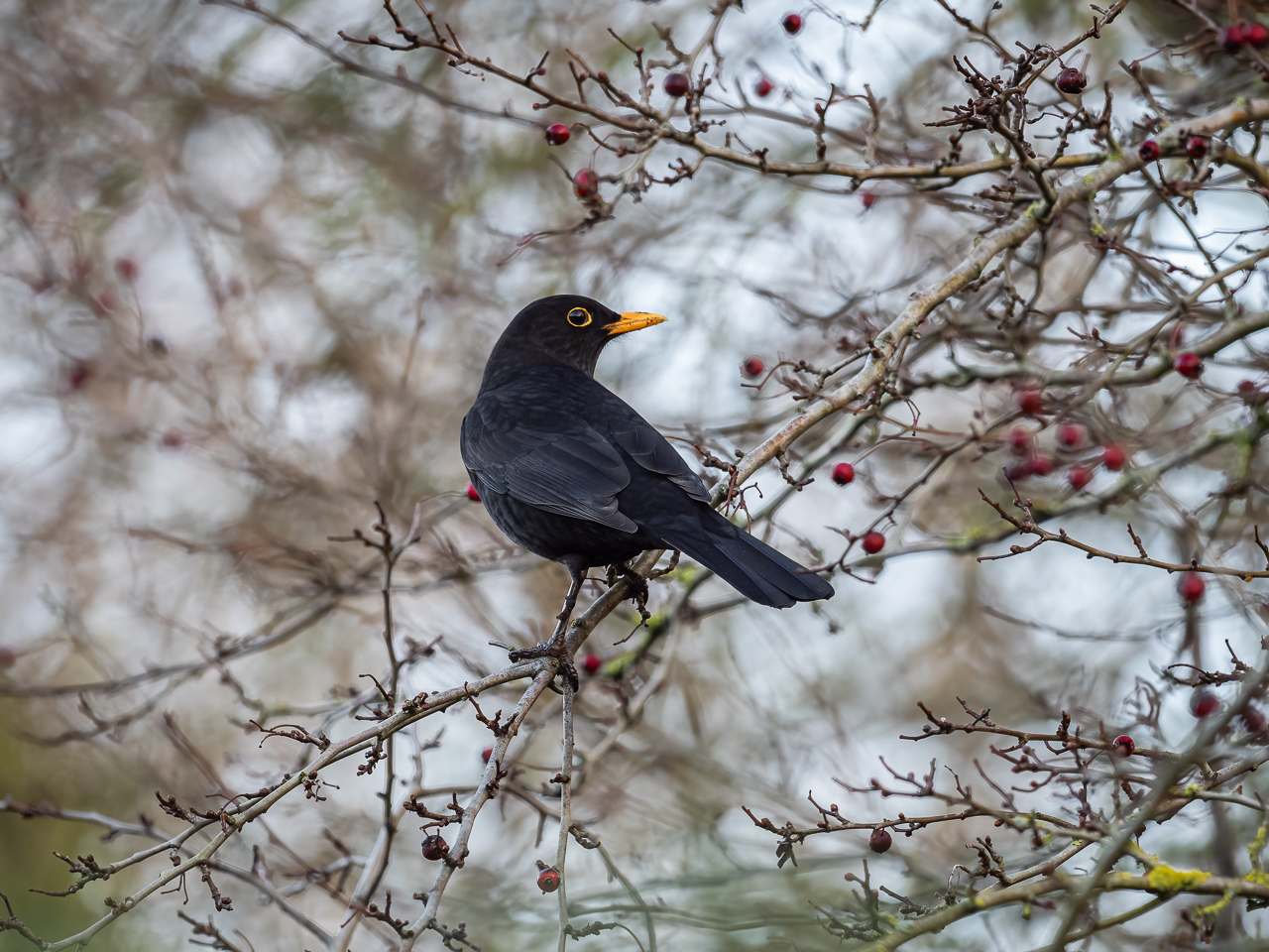 A blackbird (Turdus merula) in the Beddington Farmlands nature reserve in Sutton, London.