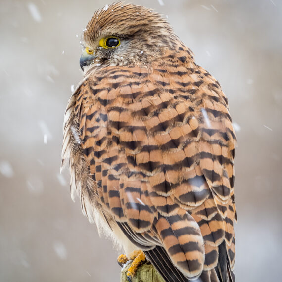 Wildlife photography: kestrel (Falco tinnunculus) in snow in the Beddington Farmlands nature reserve in Sutton, London.