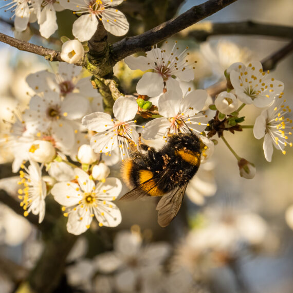 A buff-tailed bumblebee (Bombus terrestris) feeding on blackthorn blossom (Prunus spinosa) in the Beddington Farmlands nature reserve in Sutton, London.