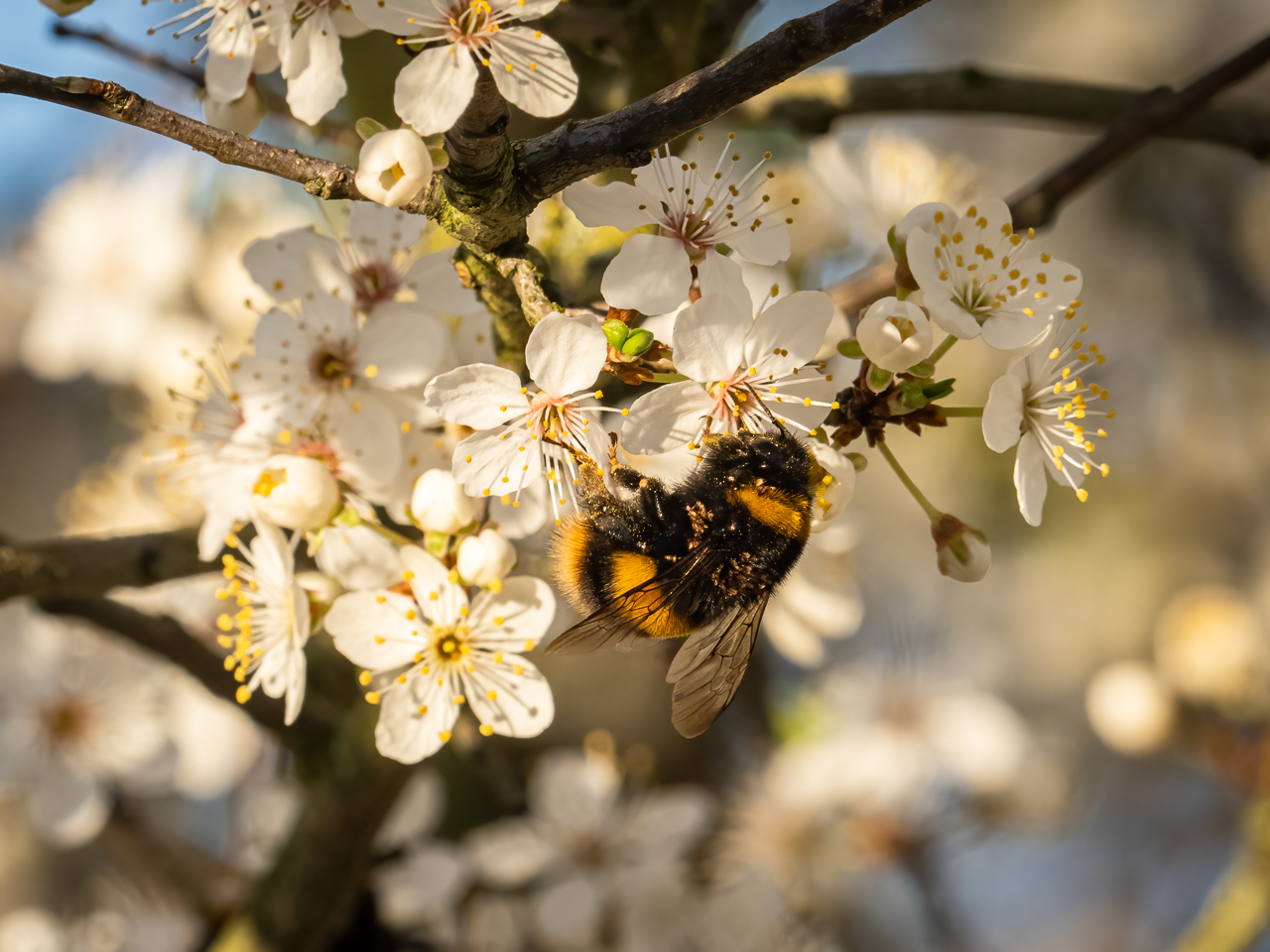 A buff-tailed bumblebee (Bombus terrestris) feeding on blackthorn blossom (Prunus spinosa) in the Beddington Farmlands nature reserve in Sutton, London.