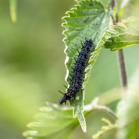 A peacock caterpillar (Inachis io) on a nettle leaf in the Beddington Farmlands nature reserve in Sutton, London.