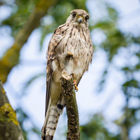 Wildlife photography: common kestrel (Falco tinnunculus) in the Beddington Farmlands Nature Reserve in Sutton, London.
