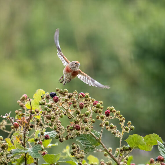 Wildlife photography of a linnet on brambles