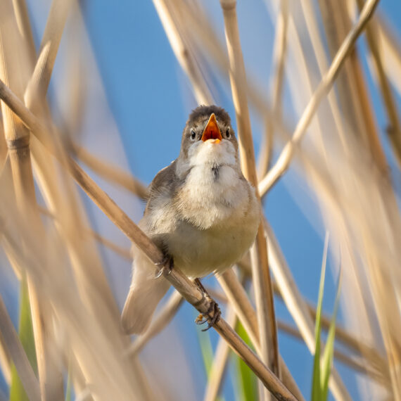 Wildlife photography: reed warbler (Acrocephalus scirpaceus) singing in the Beddington Farmlands nature reserve in Sutton, London.
