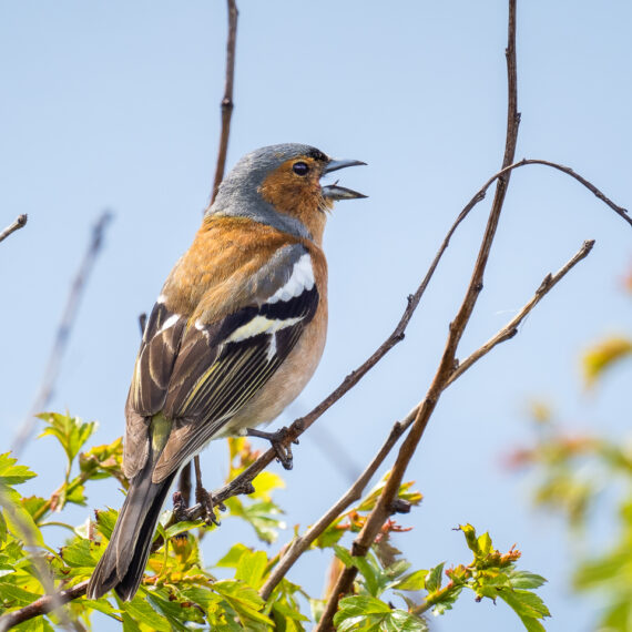 Wildlife photography: male chaffinch (Fringilla coelebs) singing in the RSPB Hodbarrow nature reserve in Cumbria, England.