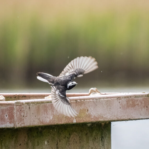 Wildlife photography: pied wagtail (Motacilla alba) flying in the RSPB Leighton Moss nature reserve in Cumbria, England.