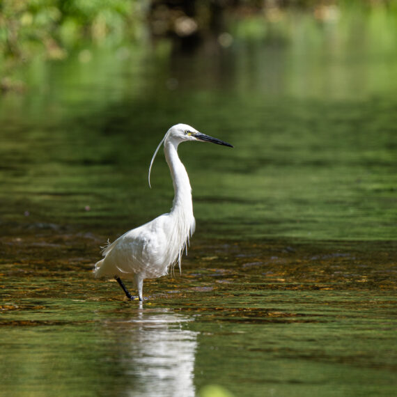 Wildlife photography: little egret (Egretta garzetta) in the river Wandle in south London.