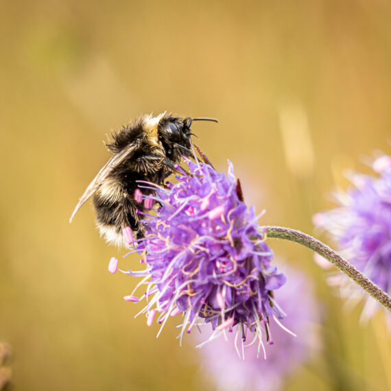 Wildlife photography: bumblebee feeding on Devil's-bit scabious flowers (Succisa pratensis) growing on moorland in the Shap Fells in the Lake District, Cumbria, England.