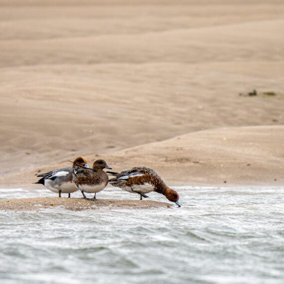 Wildlife photography: wigeon (Anas penelope) at Red Wharf Bay (Traeth Coch) in Anglesey, Wales.