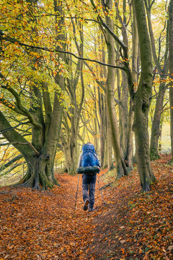 A hiker beneath poplars in autumn foliage near Cheesefoot Head, just outside Winchester, on the South Downs Way long-distance footpath through the South Downs National Park in southern England, UK.