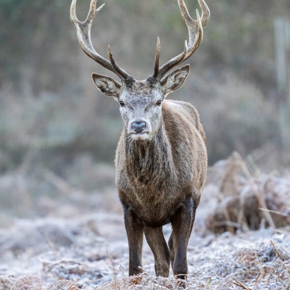 Wildlife photography: red deer stag (Cervus elaphus) in Richmond Park, London.** This content isbeing exclusively managed by SWNS. To licence for editorial or commercial use pleasecontact licensing@swns.com +44 (0) 1179066550 **