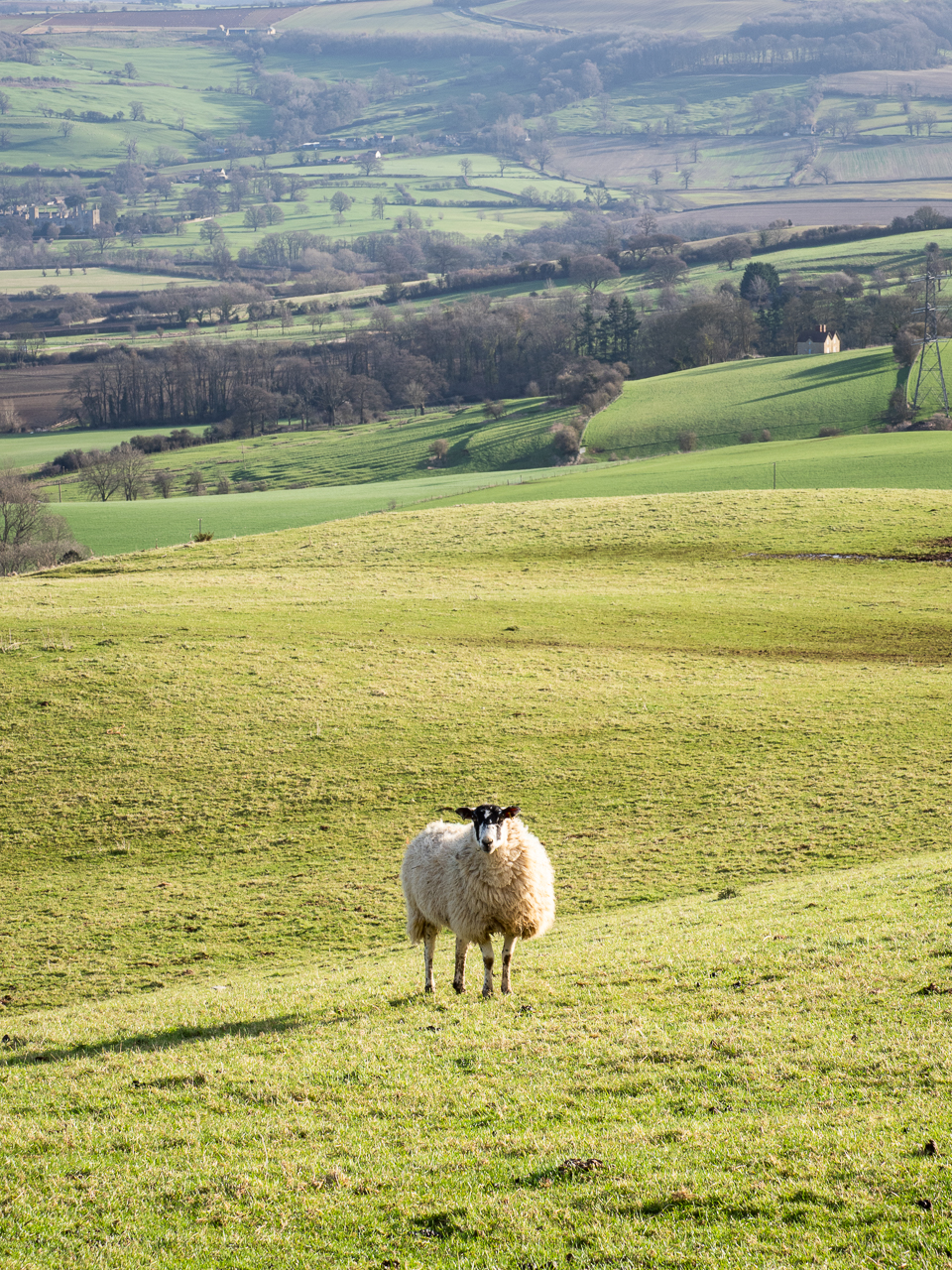 Sheep graze at Postlip Warren, a hill near Cleeve HIll in the Cotswolds, Gloucestershire, England.
