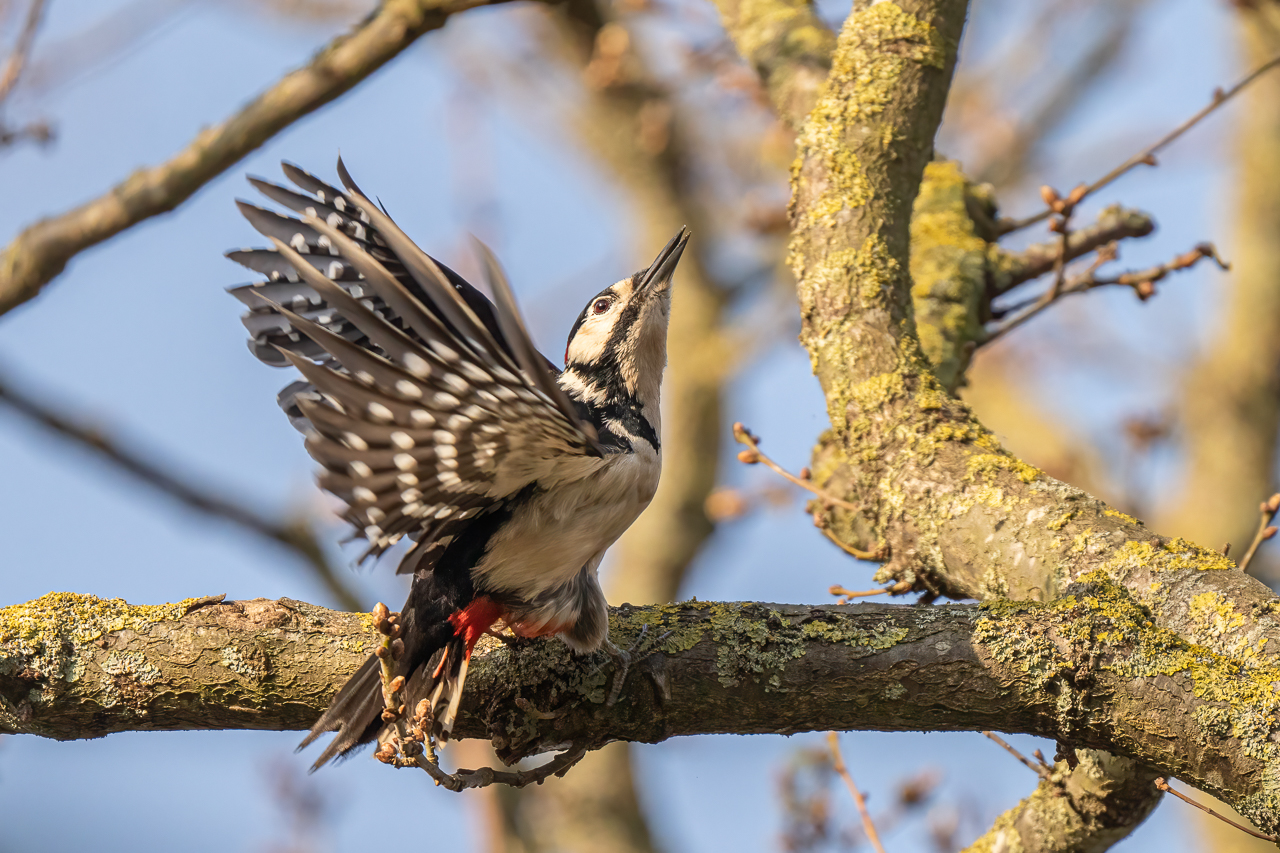 Living life adventurously: A pair of male great spotted woodpeckers (Dendrocopos major) fighting in the Beddington Farmlands nature reserve in Sutton, London.