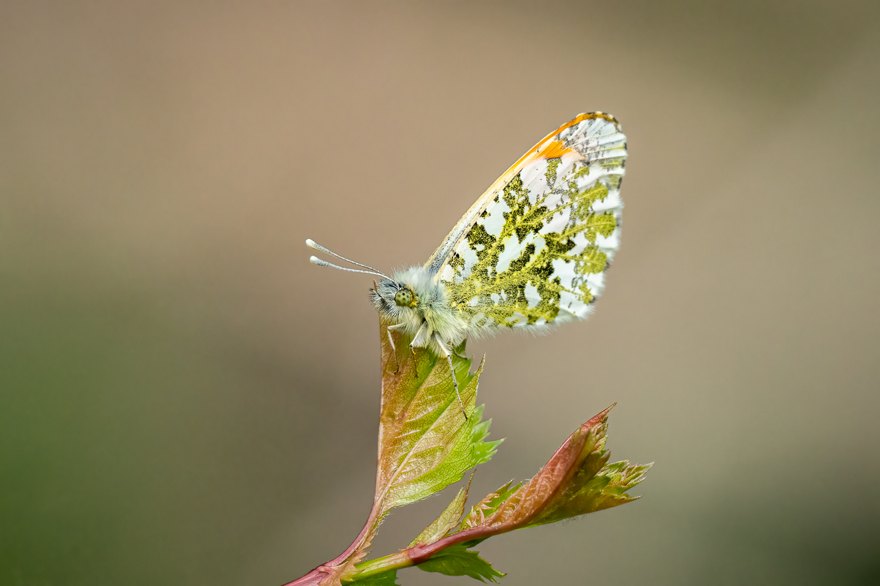 An orange tip butterfly (Anthocharis cardamines) basking on hawthorn in the Beddington Farmlands nature reserve in Sutton, London.