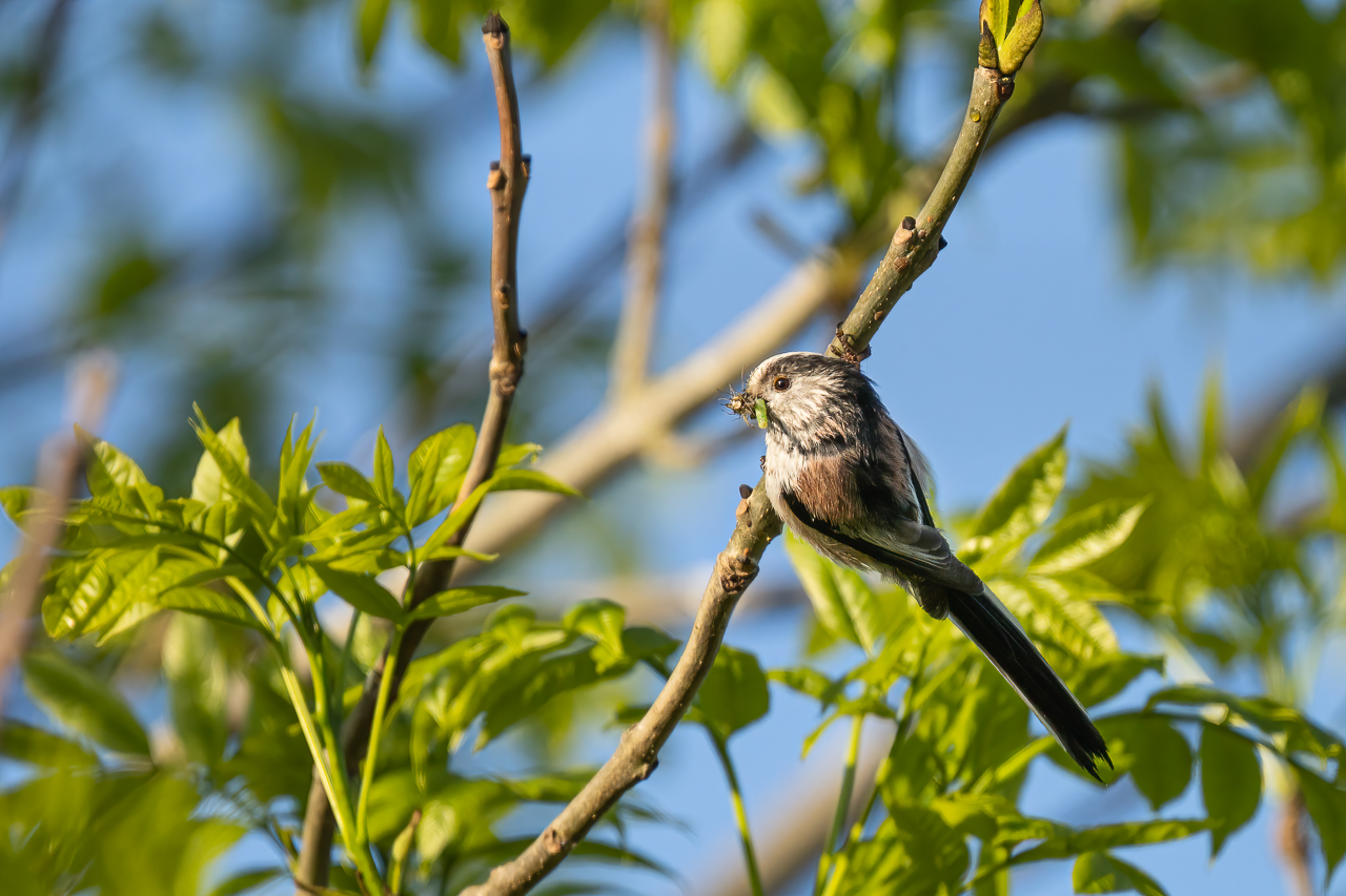 A long-tailed tit (Aegithalos caudatus) with prey in the Beddington Farmlands nature reserve in Sutton, London.