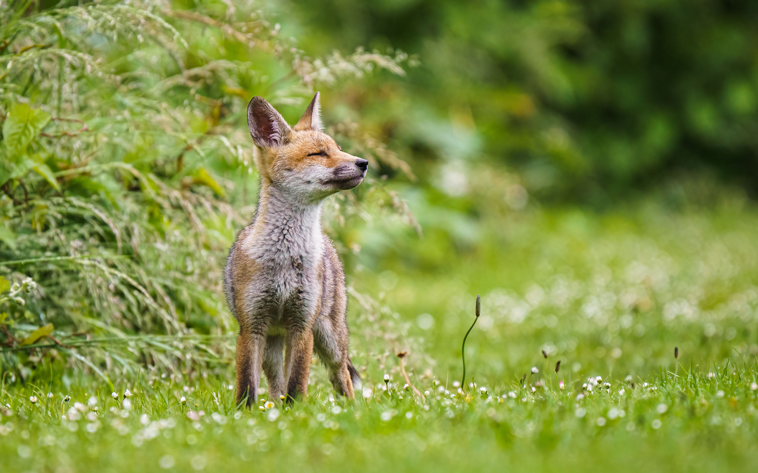 03 – Wildlife (Fox)