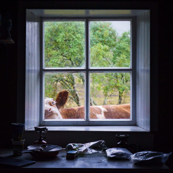 A cow looks through a window into a bothy, with rowan trees in the background; the bothy table is strewn with food pouches, a stove and plate