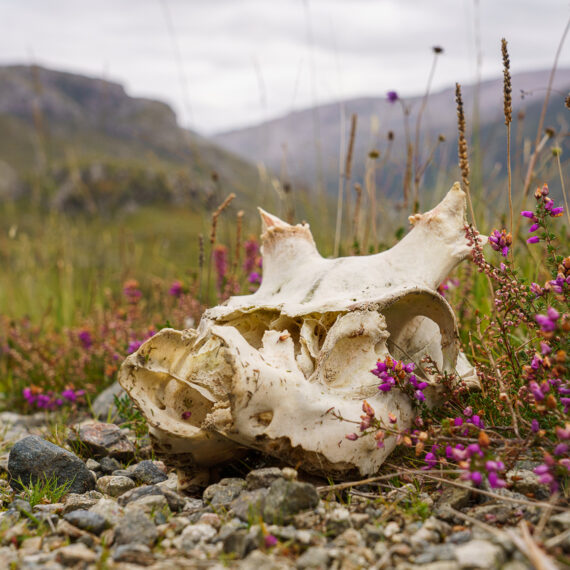 A deer skull by heather on a rocky path near Glencoul in Scotland